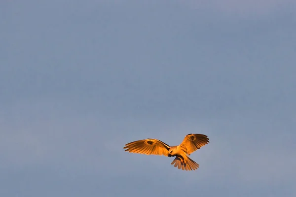 卡彭迪亚悬崖自然保护区日落时分猎鹰活动 — 图库照片