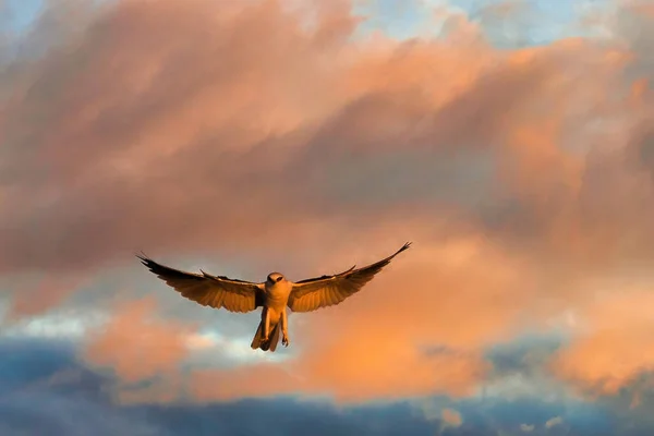 Hawk Caccia Tramonto Carpinteria Bluffs Nature Preserve — Foto Stock