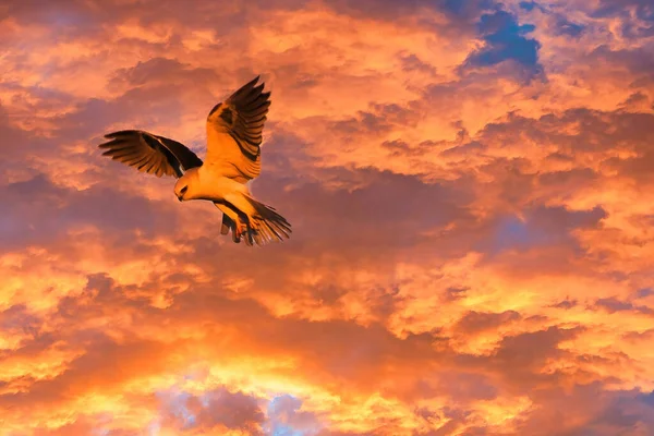 Hawk Caccia Tramonto Carpinteria Bluffs Nature Preserve — Foto Stock