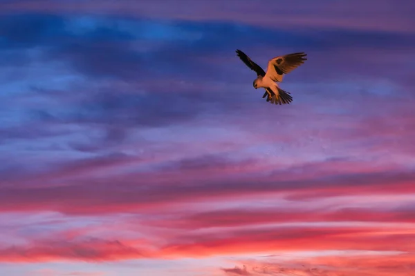 Caza Halcones Atardecer Carpinteria Bluffs Nature Preserve — Foto de Stock