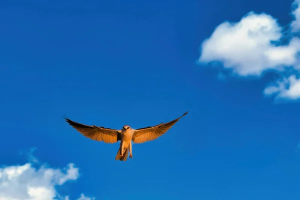 Hawk Caccia Tramonto Carpinteria Bluffs Nature Preserve — Foto Stock