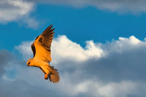 Chasse Aux Faucons Coucher Soleil Carpinteria Bluffs Nature Preserve — Photo