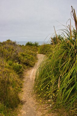 Sisli bir günde Big Sur 'da Sand Dollar Plajı' nda yürüyüş ve sörf.