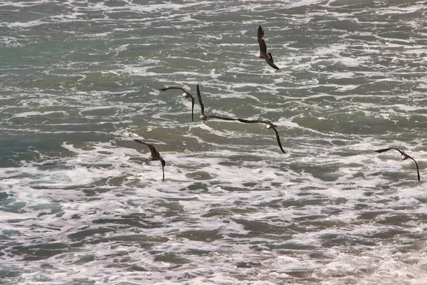 Turystyka Surfing Plaży Sand Dollar Beach Big Sur Mglisty Dzień — Zdjęcie stockowe