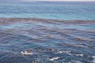 Sisli bir günde Big Sur 'da Sand Dollar Plajı' nda yürüyüş ve sörf.