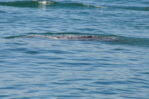 Balena Bambino Nel Porto Santa Barbara — Foto Stock