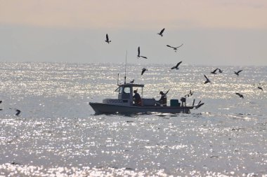 Kaliforniya 'nın Rincon noktasında kış dalgalarında sörf yapmak 01-23-2021