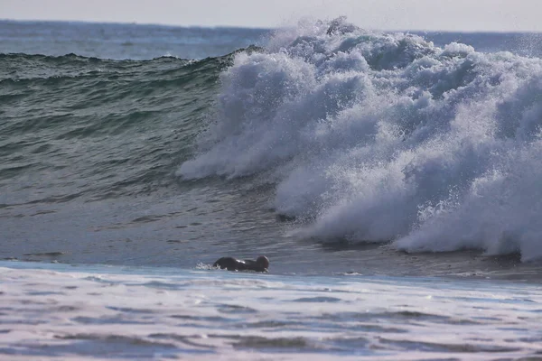 Surfing Rincon Point Kalifornii 2021 — Stock fotografie