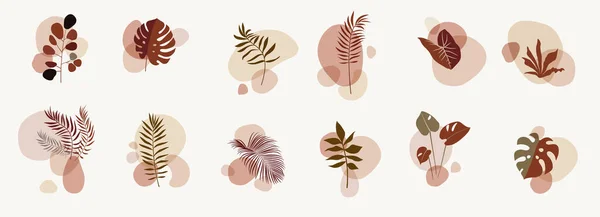 植物組成物 ストーリーはテンプレートを強調します 土色の自然な有機流体の形 ソーシャルメディアボヘミアンジャングルエキゾチックな葉のデザイン 坊型の葉 Twigsイラスト — ストックベクタ