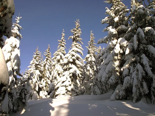 Snowy trees in the mountains Stock Photo