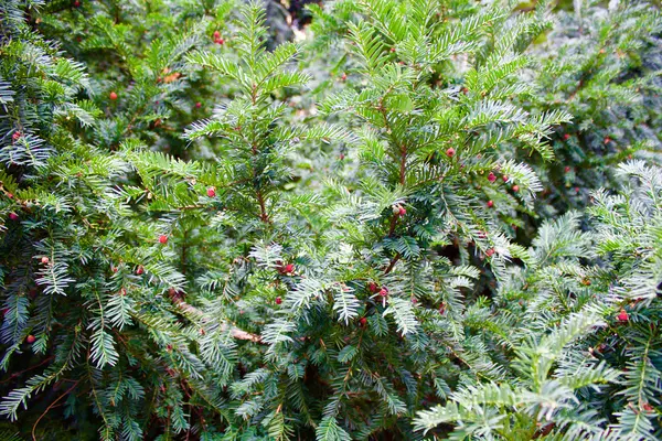 Green bush with red berries — Stock Photo, Image