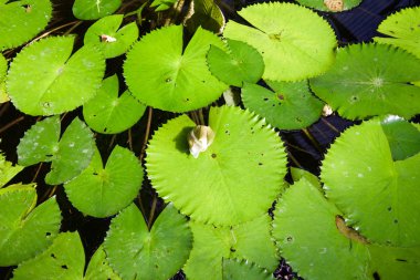 Nilüferler gölette