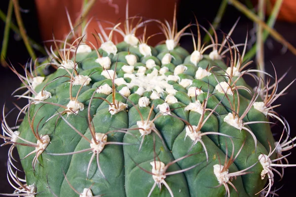 Cactus exhibition — Stock Photo, Image