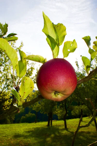 Ένα μήλο που κρέμεται από το δέντρο — Φωτογραφία Αρχείου