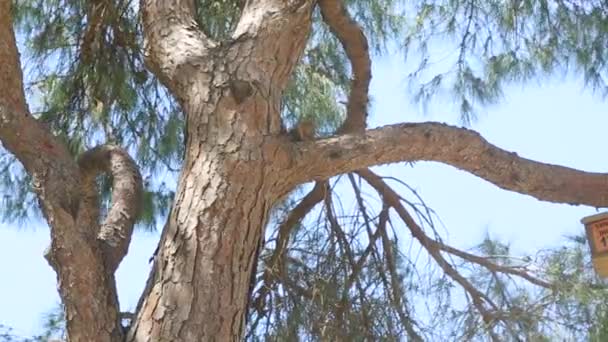 Scoiattolo curioso seduto sull'albero — Video Stock