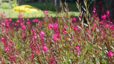 Güzel çiçekler esintiyle sallanan
