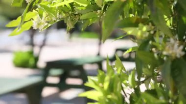 Parkta piknik masaları