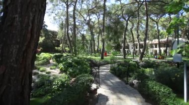 Bir çam ormanının Park