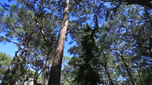 Корона деревьев в сосновом лесу — стоковое видео