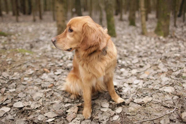 レッドアメリカンゴールデンレトリバー森の中でポーズ 犬は木の間の落ち葉の上に座っている 真剣な犬が周りを見て 所有者を待ちます — ストック写真