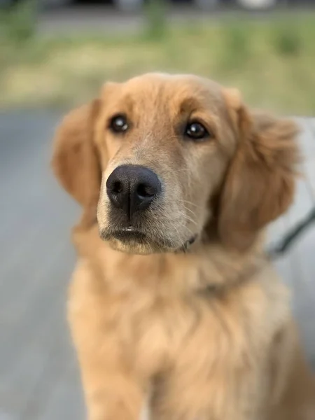 Red American Golden Retriever Pour Publicité Chien Soigné Beau Regarde — Photo