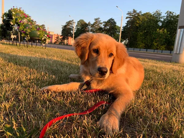 Een Jonge Golden Retriever Ligt Bij Zonsopgang Het Heldergroene Gras — Stockfoto