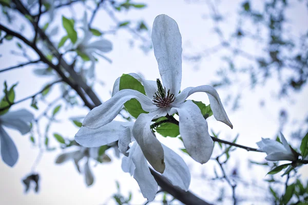 Vit magnolia blomma — Stockfoto
