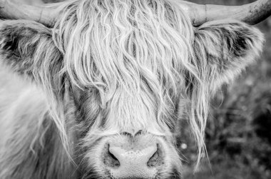 Highland İneği B & W 'yi Kapat