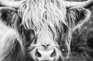 Highland İneği B & W 'yi Kapat