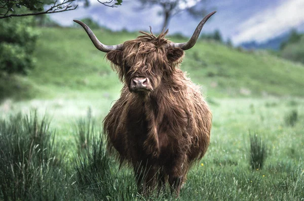 Highland Cow Portrait Field — Stock Photo, Image