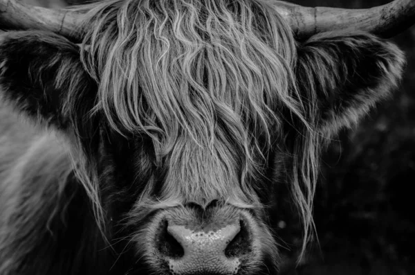 Highland Cow Close — Fotografia de Stock