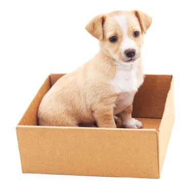 Bir kutu içinde kahverengi köpek yavrusu.