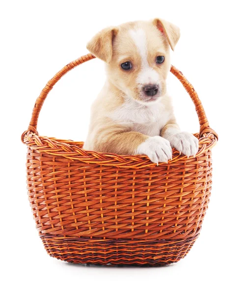 Cachorro en una cesta. — Foto de Stock