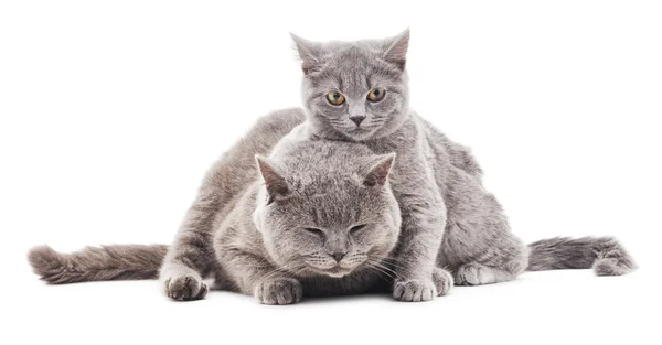 Dois gatos cinzentos . — Fotografia de Stock