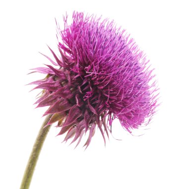 Çiçekli thistle izole.