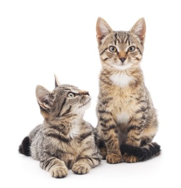 İzole iki yavru kedi.