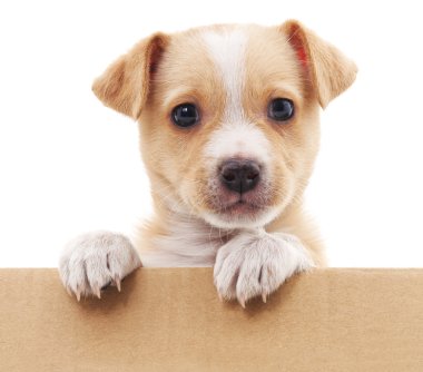 Bir kutu içinde kahverengi köpek yavrusu.