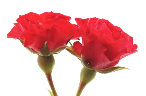 Dua mawar merah . — Stok Foto