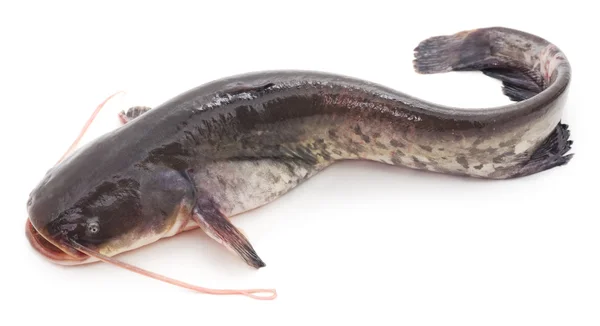 Wild catfish  isolated. — Stock Photo, Image