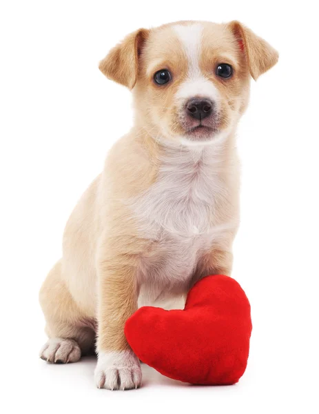 Brown puppy with heart. — Stock Photo, Image