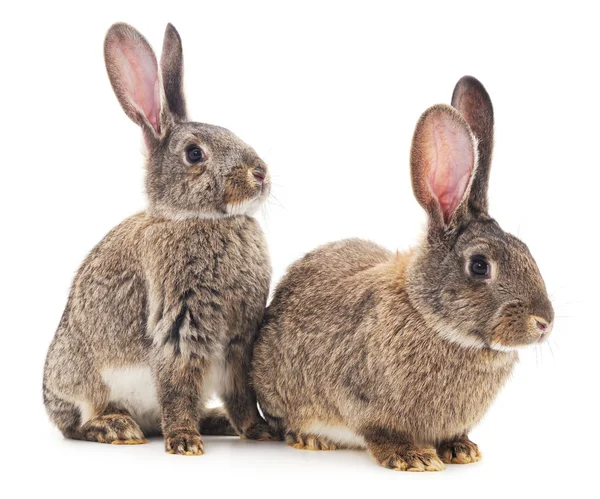 İki tavşan izole. — Stok fotoğraf