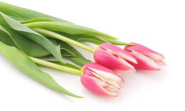 izole Pembe Laleler.