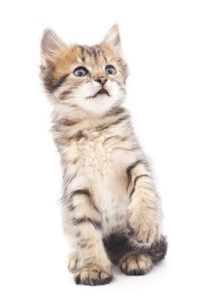 Gray kitten played. — Stock Photo, Image