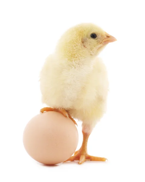 Pollo y huevo . — Foto de Stock