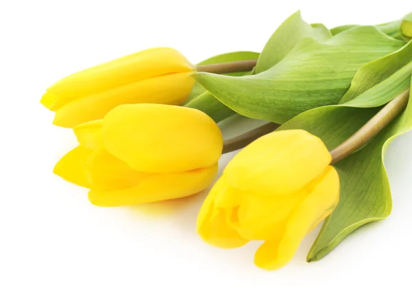 Trzy żółte tulipany. Zdjęcie Stockowe