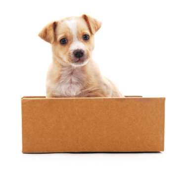 Bir kutu içinde kahverengi köpek yavrusu.