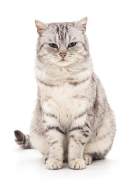 Gri kedi izole edilmiş.