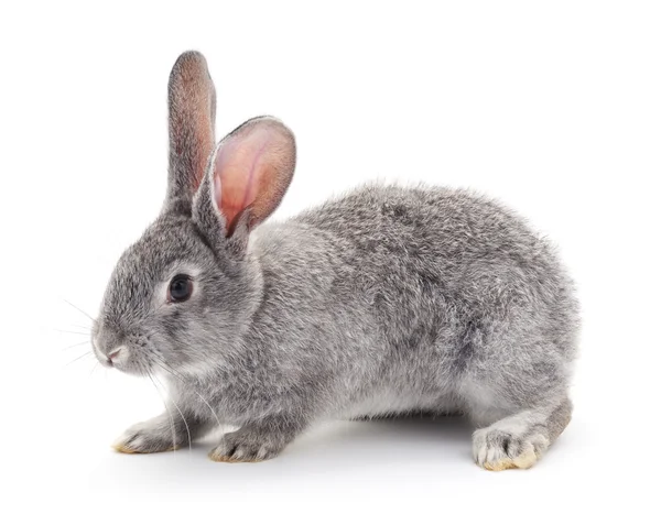 회색 아기 토끼. — 스톡 사진