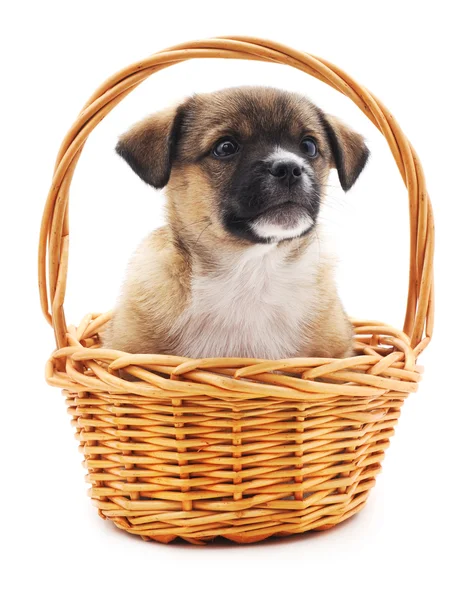 Cachorro en una cesta. — Foto de Stock