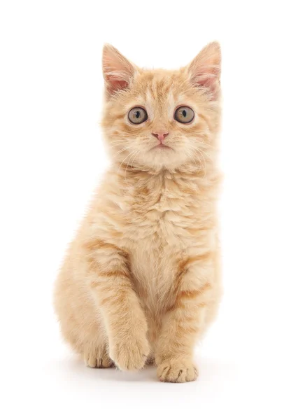 Brown kitten isolated. — Stock Photo, Image